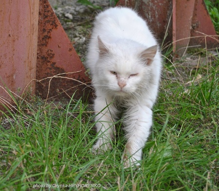Ніжин. Покровський ярмарок
