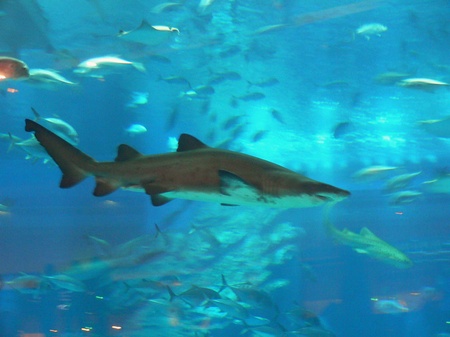 Дубай, травень 2012